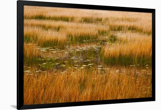 USA, New England, Maine, Mt. Desert Island, Acadia National park with lily pads-Sylvia Gulin-Framed Photographic Print