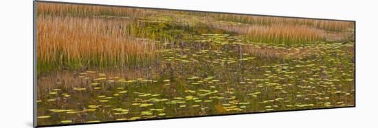 USA, New England, Maine, Mt. Desert Island, Acadia National park with lily pads-Sylvia Gulin-Mounted Photographic Print