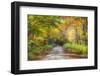 USA, New England, Maine, Wild River gravel road lined with Fall colored Birch and Maple trees-Sylvia Gulin-Framed Photographic Print