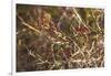 USA, New England, Massachusetts, Cape Ann, Gloucester, holly berries, winter-Panoramic Images-Framed Photographic Print