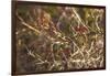 USA, New England, Massachusetts, Cape Ann, Gloucester, holly berries, winter-Panoramic Images-Framed Photographic Print