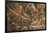 USA, New England, Massachusetts, Cape Ann, Gloucester, holly berries, winter-Panoramic Images-Framed Photographic Print