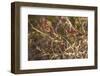 USA, New England, Massachusetts, Cape Ann, Gloucester, holly berries, winter-Panoramic Images-Framed Photographic Print