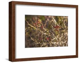 USA, New England, Massachusetts, Cape Ann, Gloucester, holly berries, winter-Panoramic Images-Framed Photographic Print