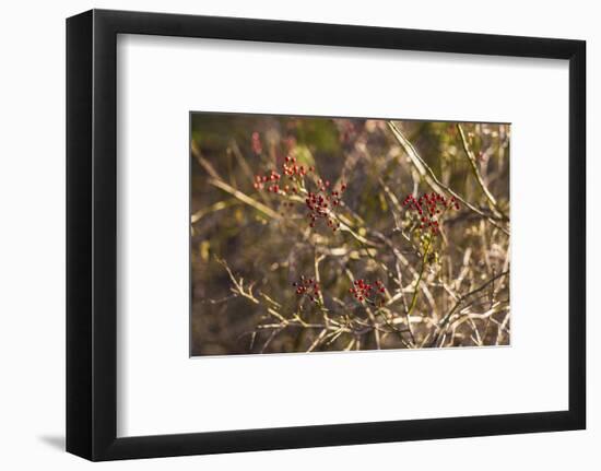 USA, New England, Massachusetts, Cape Ann, Gloucester, holly berries, winter-Panoramic Images-Framed Photographic Print