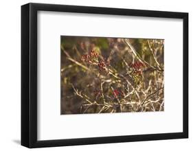 USA, New England, Massachusetts, Cape Ann, Gloucester, holly berries, winter-Panoramic Images-Framed Photographic Print