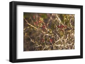 USA, New England, Massachusetts, Cape Ann, Gloucester, holly berries, winter-Panoramic Images-Framed Photographic Print