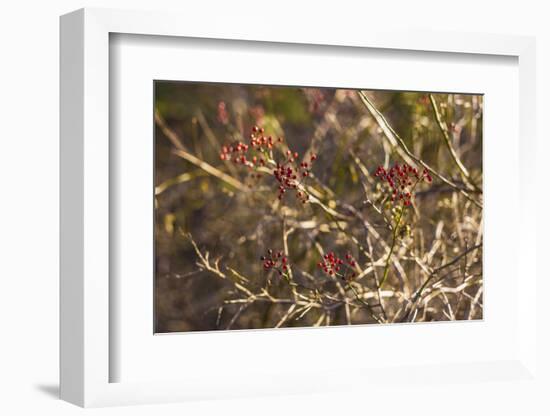 USA, New England, Massachusetts, Cape Ann, Gloucester, holly berries, winter-Panoramic Images-Framed Photographic Print