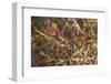 USA, New England, Massachusetts, Cape Ann, Gloucester, holly berries, winter-Panoramic Images-Framed Photographic Print