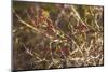 USA, New England, Massachusetts, Cape Ann, Gloucester, holly berries, winter-Panoramic Images-Mounted Photographic Print