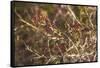 USA, New England, Massachusetts, Cape Ann, Gloucester, holly berries, winter-Panoramic Images-Framed Stretched Canvas