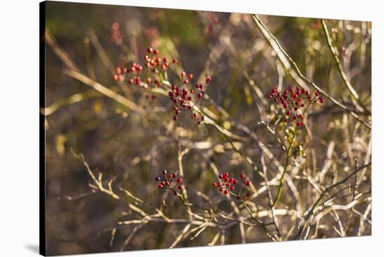 USA, New England, Massachusetts, Cape Ann, Gloucester, holly berries, winter-Panoramic Images-Stretched Canvas