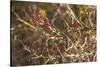 USA, New England, Massachusetts, Cape Ann, Gloucester, holly berries, winter-Panoramic Images-Stretched Canvas