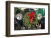 USA, New England, Massachusetts, Nantucket Island, Nantucket Town, old bus, with Christmas wreath-Panoramic Images-Framed Photographic Print