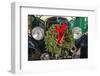 USA, New England, Massachusetts, Nantucket Island, Nantucket Town, old bus, with Christmas wreath-Panoramic Images-Framed Photographic Print