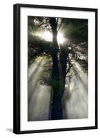 Usa, New England, New Hampshire, Sunlight Through Trees-John Ford-Framed Photographic Print