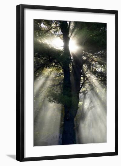 Usa, New England, New Hampshire, Sunlight Through Trees-John Ford-Framed Photographic Print