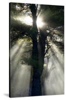 Usa, New England, New Hampshire, Sunlight Through Trees-John Ford-Stretched Canvas