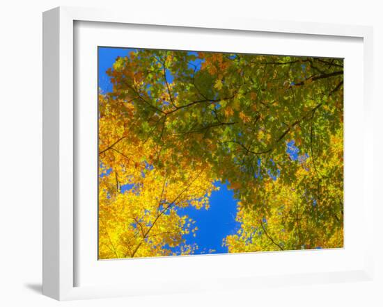 USA, New England, Vermont Autumn looking up into Sugar Maple Trees-Sylvia Gulin-Framed Photographic Print