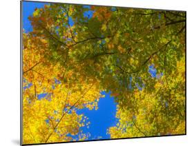 USA, New England, Vermont Autumn looking up into Sugar Maple Trees-Sylvia Gulin-Mounted Photographic Print