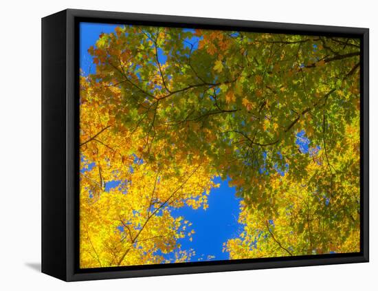 USA, New England, Vermont Autumn looking up into Sugar Maple Trees-Sylvia Gulin-Framed Stretched Canvas