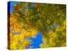 USA, New England, Vermont Autumn looking up into Sugar Maple Trees-Sylvia Gulin-Stretched Canvas