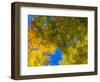 USA, New England, Vermont Autumn looking up into Sugar Maple Trees-Sylvia Gulin-Framed Photographic Print