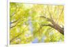 USA, New England, Vermont Autumn looking up into Sugar Maple Trees-Sylvia Gulin-Framed Photographic Print