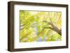 USA, New England, Vermont Autumn looking up into Sugar Maple Trees-Sylvia Gulin-Framed Photographic Print