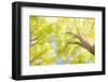 USA, New England, Vermont Autumn looking up into Sugar Maple Trees-Sylvia Gulin-Framed Photographic Print