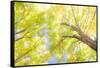 USA, New England, Vermont Autumn looking up into Sugar Maple Trees-Sylvia Gulin-Framed Stretched Canvas