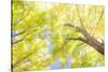 USA, New England, Vermont Autumn looking up into Sugar Maple Trees-Sylvia Gulin-Stretched Canvas