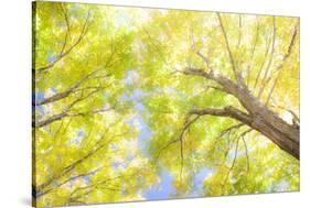 USA, New England, Vermont Autumn looking up into Sugar Maple Trees-Sylvia Gulin-Stretched Canvas