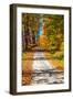 USA, New England, Vermont gravel road lined with sugar maple in full Fall color-Sylvia Gulin-Framed Photographic Print