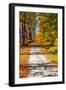 USA, New England, Vermont gravel road lined with sugar maple in full Fall color-Sylvia Gulin-Framed Photographic Print