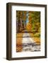 USA, New England, Vermont gravel road lined with sugar maple in full Fall color-Sylvia Gulin-Framed Photographic Print