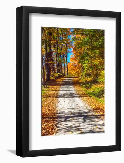 USA, New England, Vermont gravel road lined with sugar maple in full Fall color-Sylvia Gulin-Framed Photographic Print