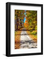 USA, New England, Vermont gravel road lined with sugar maple in full Fall color-Sylvia Gulin-Framed Photographic Print