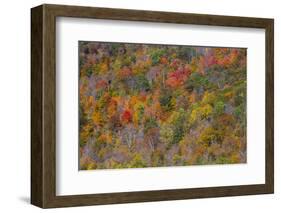 USA, New England, Vermont, Plymouth, Fall colors on hillside-Sylvia Gulin-Framed Photographic Print