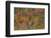 USA, New England, Vermont, Plymouth, Fall colors on hillside-Sylvia Gulin-Framed Photographic Print
