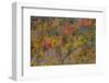 USA, New England, Vermont, Plymouth, Fall colors on hillside-Sylvia Gulin-Framed Photographic Print