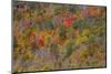 USA, New England, Vermont, Plymouth, Fall colors on hillside-Sylvia Gulin-Mounted Photographic Print