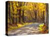USA, New England, Vermont tree-lined gravel road with Sugar Maple in Autumn-Sylvia Gulin-Stretched Canvas