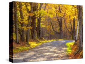 USA, New England, Vermont tree-lined gravel road with Sugar Maple in Autumn-Sylvia Gulin-Stretched Canvas