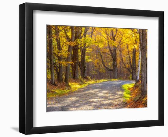 USA, New England, Vermont tree-lined gravel road with Sugar Maple in Autumn-Sylvia Gulin-Framed Photographic Print