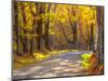 USA, New England, Vermont tree-lined gravel road with Sugar Maple in Autumn-Sylvia Gulin-Mounted Photographic Print