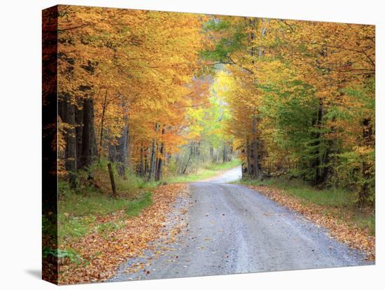 USA, New England, Vermont tree-lined roadway in Autumns Fall colors.-Sylvia Gulin-Stretched Canvas