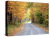 USA, New England, Vermont tree-lined roadway in Autumns Fall colors.-Sylvia Gulin-Stretched Canvas