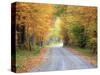 USA, New England, Vermont tree-lined roadway in Autumns Fall colors.-Sylvia Gulin-Stretched Canvas