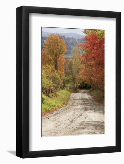 USA, New England, Vermont tree-lined roadway in Autumns Fall colors.-Sylvia Gulin-Framed Photographic Print